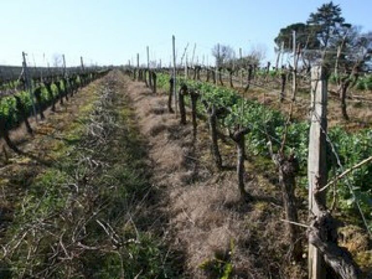 viticulture-dans-le-gers-:-une-main-d’oeuvre-etrangere-vitale-mais-parfois-illegale