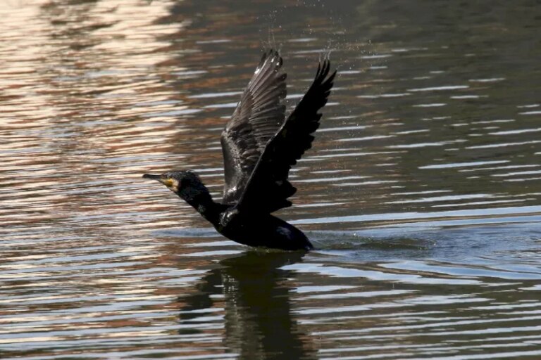 une-commune-autorisee-a-abattre-des-cormorans-:-c’est-legal-et-on-vous-explique-pourquoi