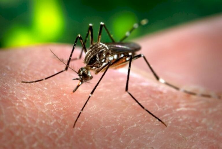 le-bresil-et-la-guyane-confrontes-a-une-epidemie-de-dengue-historique