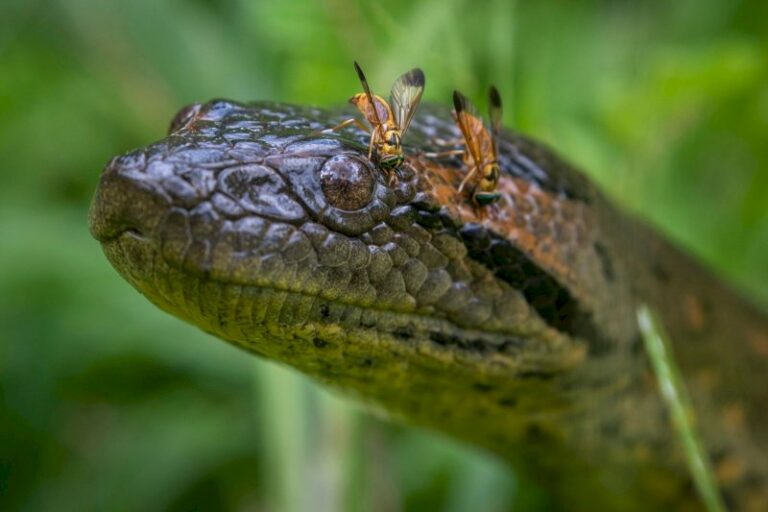 une-nouvelle-espece-d’anaconda-a-ete-decouverte