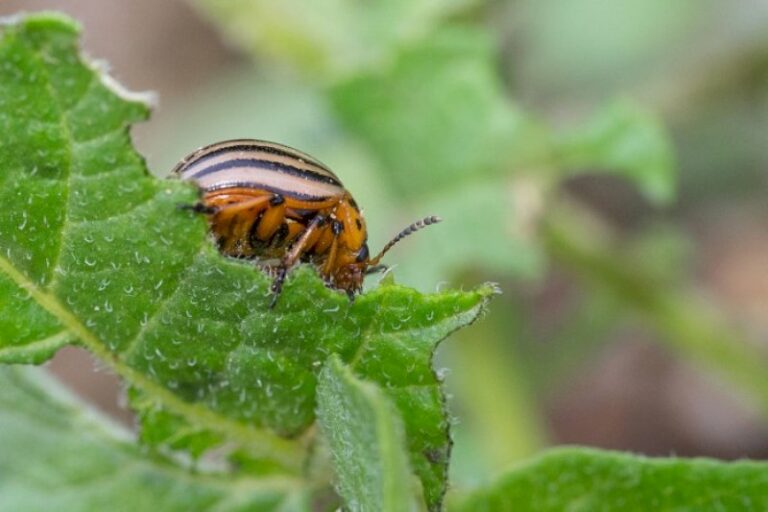 « les-resistances-aux-pesticides-sont-ineluctables »