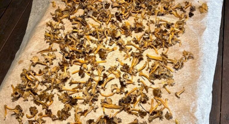 insolite-:-il-recolte-un-panier-de-champignons-en-foret-de-berce-a-la-fin-de-l’hiver