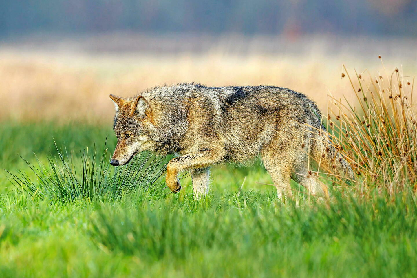 À Tchernobyl, les loups pourraient être la clef de la lutte contre le cancer