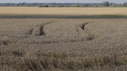 Pologne : des agriculteurs déversent des céréales ukrainiennes à la frontière, le parquet ouvre une enquête