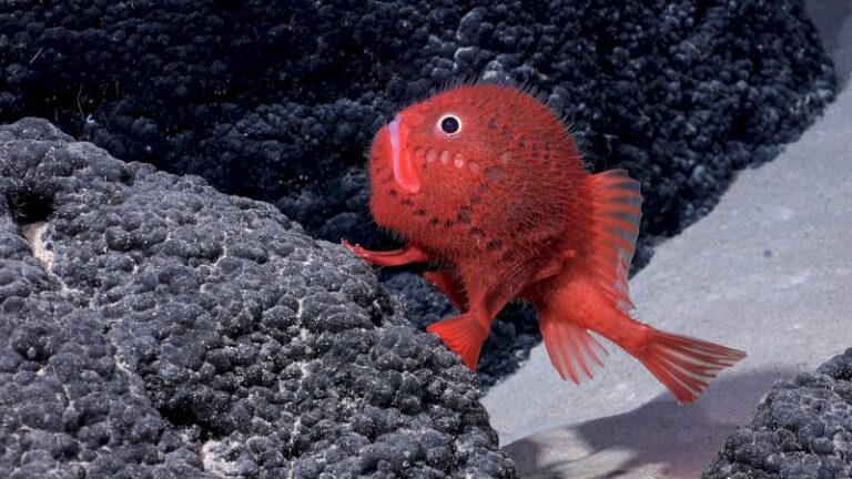 ce-poisson-rouge-vif-se-deplace-en-marchant-dans-les-fonds-marins