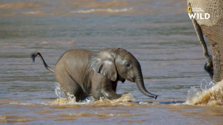 le-combat-d’une-elephante-pour-eviter-que-sa-fille-soit-emportee-par-le-courant