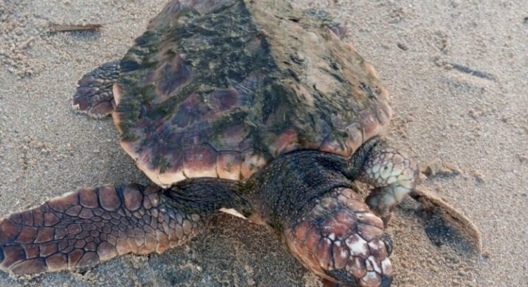 il-sauve-une-tortue-caouanne-echouee-sur-une-plage-de-loire-atlantique